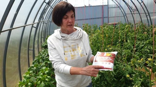 Жирование томатов. Вершинная гниль. Опадение цвета. Три проблемы - одно решение. И это - подкормка! смотреть онлайн