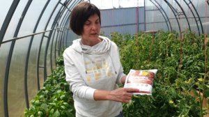 Жирование томатов. Вершинная гниль. Опадение цвета. Три проблемы - одно решение. И это - подкормка!