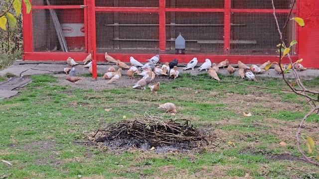 Голуби не под копирку смотреть онлайн
