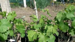 Как закалить саженцы винограда