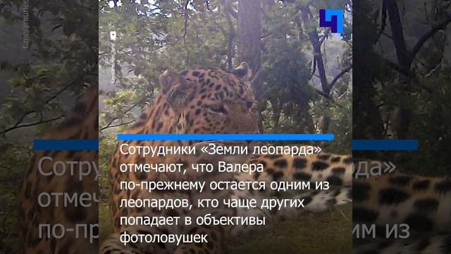 В Приморье пожилой леопард Валера покрасовался перед фотоловушкой смотреть онлайн