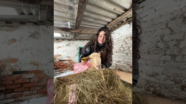 Доброе утро 😂Как и просили спеть песню козе😂 #новинка #рекомендации #trending #Изма #коза #жизнь