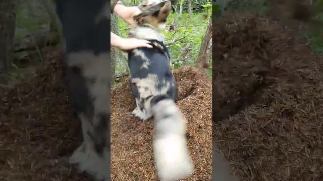 Избавляем от паразитов. Муравьи