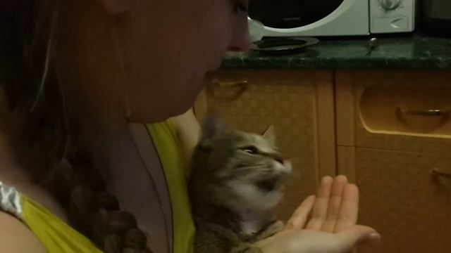 Оливки кошка