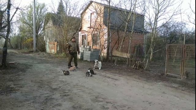 Алабай 1 год Туман дрессировка с котами! смотреть онлайн