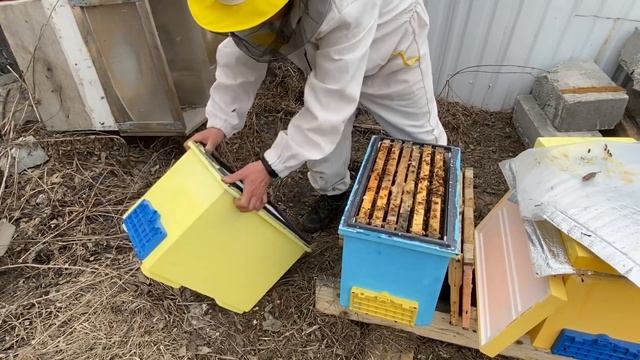 Спасение слабых отводков Бакфаст. 1 часть смотреть онлайн