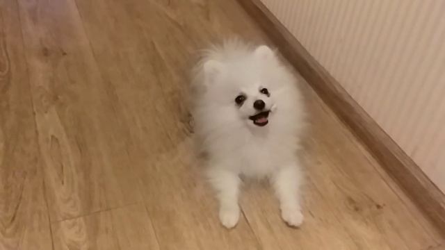 #шпиц и лакомство смотреть онлайн