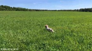 Занятие в поле со спаниелем