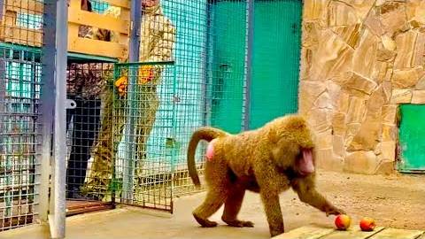 Эта МАШИНА для УБИЙСТВА оказался очень симпатичным и покладистым гамадрилом Рокки! смотреть онлайн