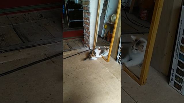 ,моя кошка клеопатра смотреть онлайн