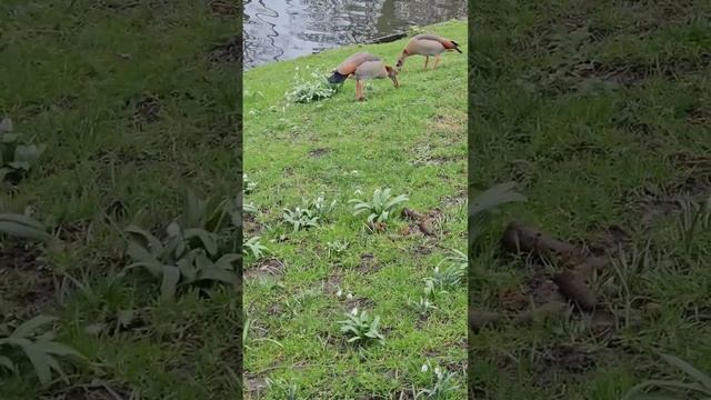 Счастливые гуси смотреть онлайн