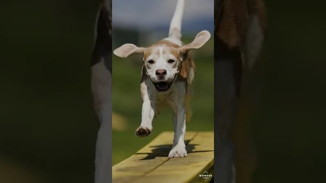 Фотки собачек