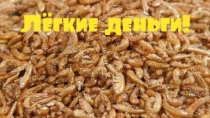 Заработок на гаммарусе от А до Я(корм для животных)