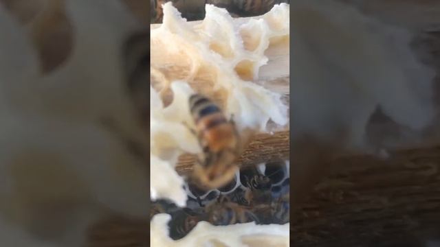 Добрая пчела Бакфаст #shorts #пчеловодство #мёд смотреть онлайн