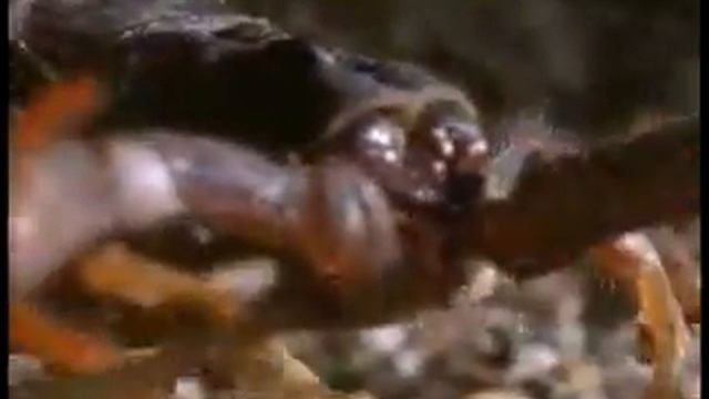 Animal symbiosis-Uromastyx scorpion смотреть онлайн