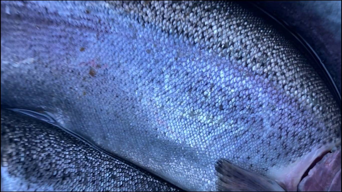 Ловля форели на спиннинг. Платник «Вилла рыба» смотреть онлайн