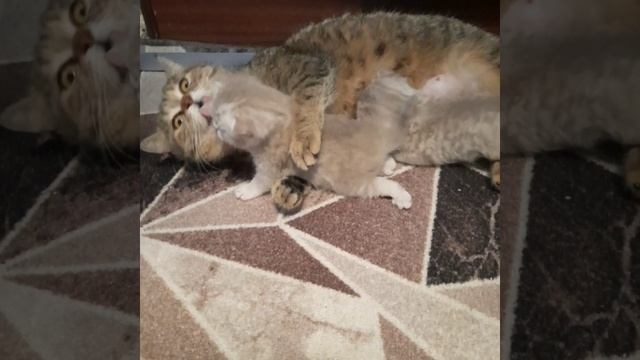 Муся и котята