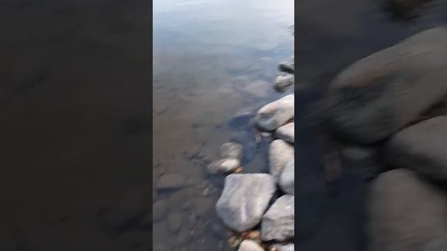 Ищем слендермена в лесу и играем в пол это лава жопа вся мокрая смотреть онлайн