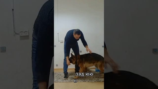 дрессировка собак команда сидеть как научить команде сидеть смотреть онлайн