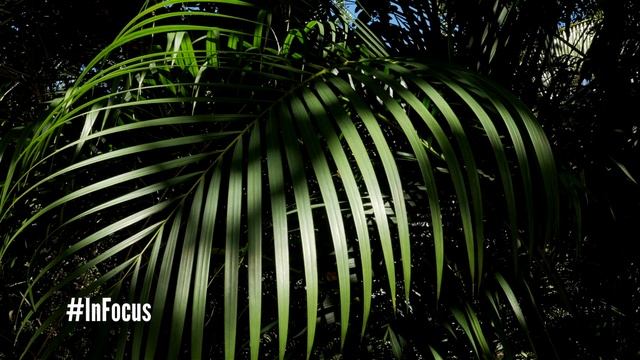 Dreams Tulum Resort & Spa Mexico Botanical Gardens смотреть онлайн