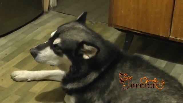 Собака поёт популярную песню. смотреть онлайн