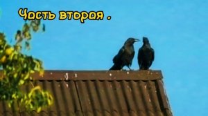 Кроухантинг : Микс рейдов из присланного из бывших республик СССР . 2024 г . Crowhunting