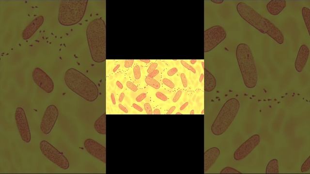 This video shows the attack of #bacteriophage infects #bacteria ) in the #bacterium E. Coli . смотреть онлайн