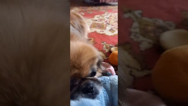 ☀️💋сонце😒#☀️зійшло🌞 🌸доброго#💗# ранку👩👦 смотреть онлайн