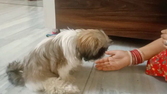 Dog ko apple de sakte hain | Can dog eat apples 🍎🍎🍎 смотреть онлайн