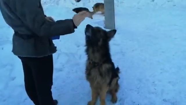 Оливер смотреть онлайн