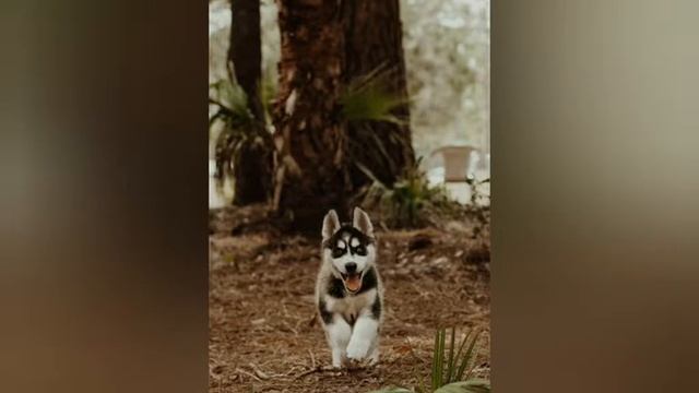 милые собаки cute dogs yoqimtoy kuchuklar siz ko‘rmagan zotdagi kuchuklar смотреть онлайн