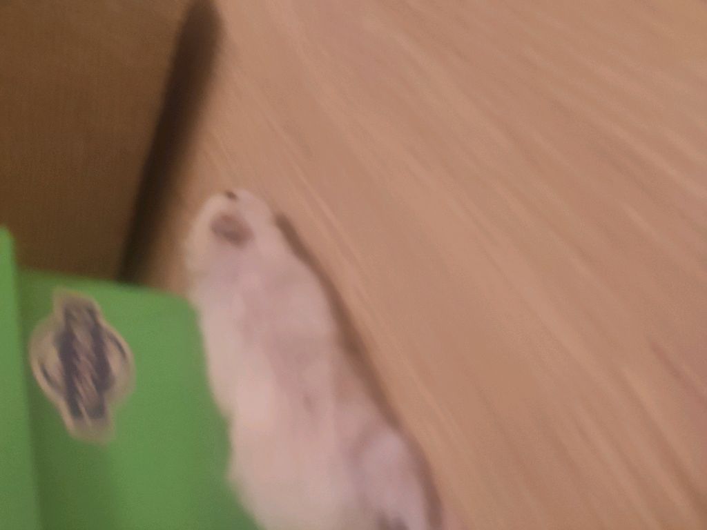 хомяк смотреть онлайн