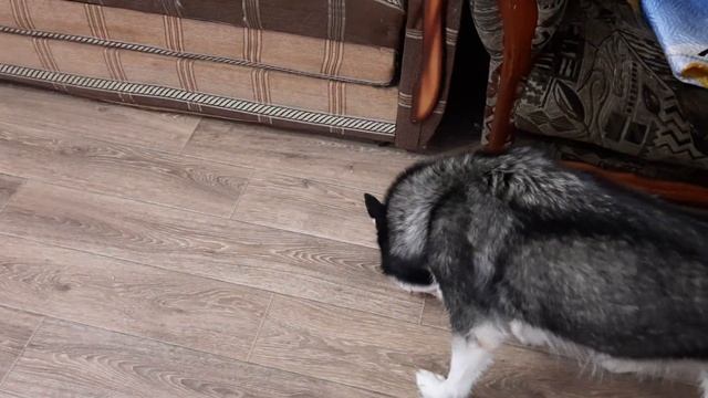 ХАСКИ Джесси сново в строю/ ВСЁ КАК РАНЬШЕ смотреть онлайн