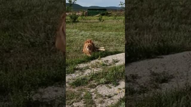 Алекс и Зевс устроили поваляшки🦁❤ смотреть онлайн