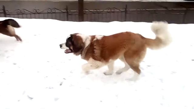 Найда и Люся смотреть онлайн