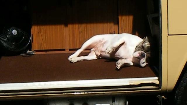 My Dog will NOT get out of my 1979 Volkswagen Westfalia Type 2 Campmobile! смотреть онлайн