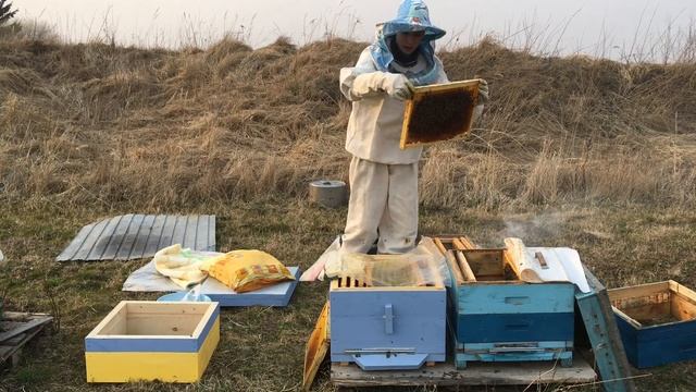 Весенняя ревизия пчёл🐝/Первый осмотр после зимовки. смотреть онлайн