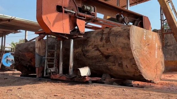 Wood Cutting Skills // Sawing A 1000 Year Old Red Oak Tree Stump