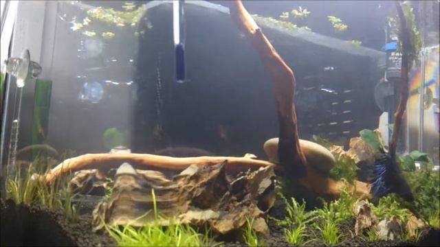 CRS Tank 29 08 13 смотреть онлайн