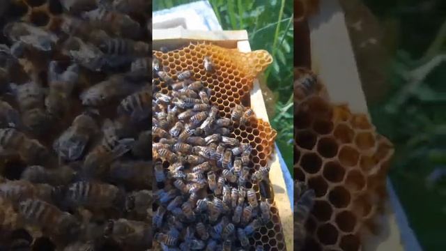 Отбор плодных маток бакфаст #сибирь #бакфаст #шортс #shorts #пчёлы #мёд #пчеловодство #пасека #пчелы смотреть онлайн