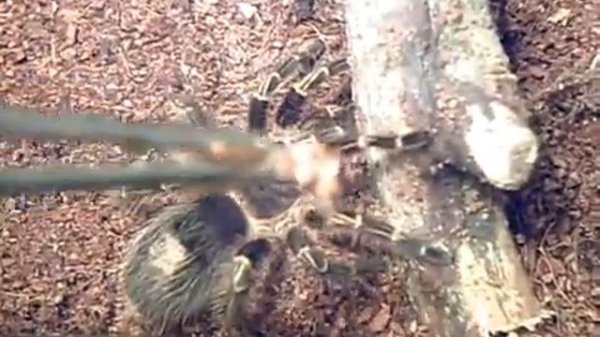 Паук Аурис Grammostola Aureostriata