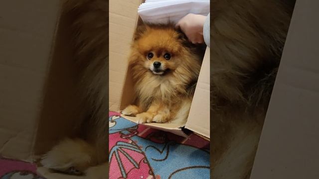 Умка и очередная коробка #собака #шпиц смотреть онлайн