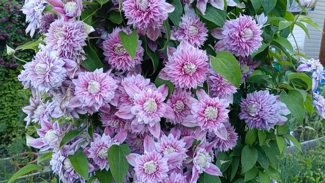 Жозефина-клематис, в котором всё "очень"