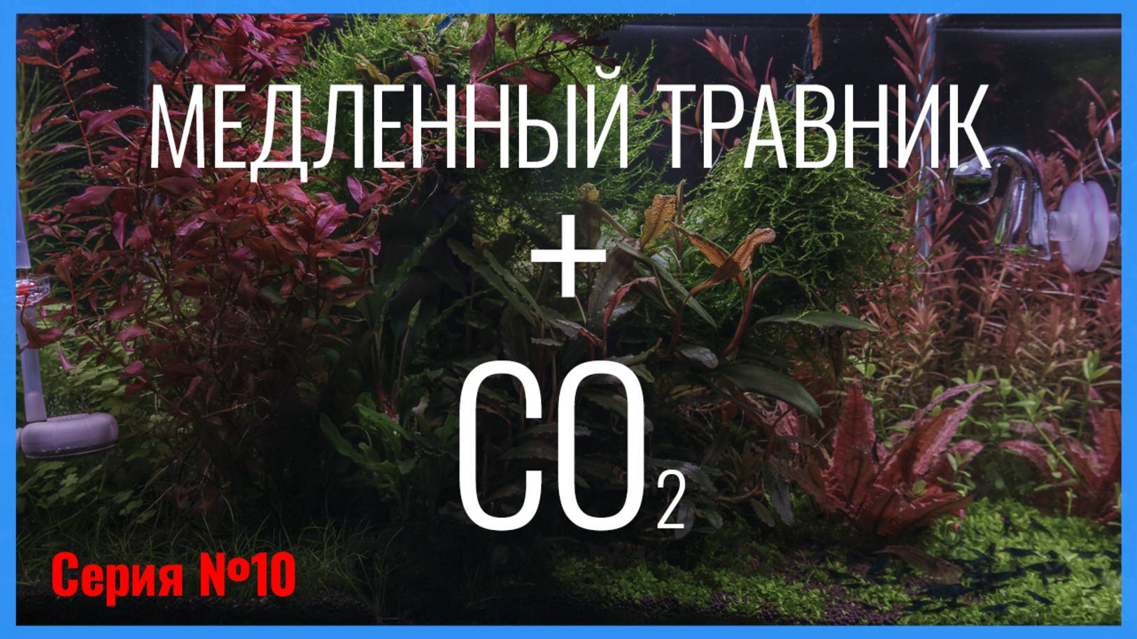 Серия 10. Подача CO2 в медленный травник со слабым освещением и малой дозой удобрений смотреть онлайн