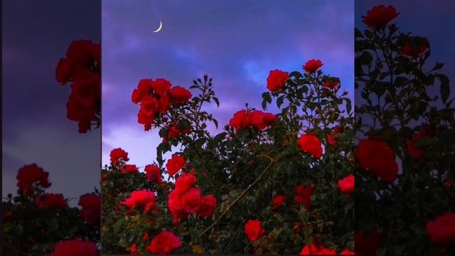 новая цыганская полька 2025 года смотреть онлайн