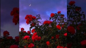 новая цыганская полька 2025 года