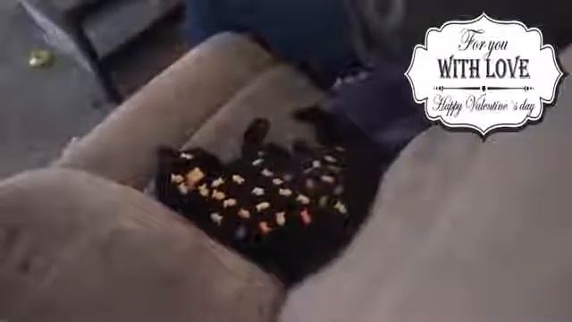 Кошачий бой с озвучка всех шоу смотреть онлайн