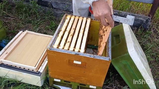 5 часть.Полный цикл развития июньских отводков Бакфаст с молодыми матками и получение мёда в Сибири смотреть онлайн