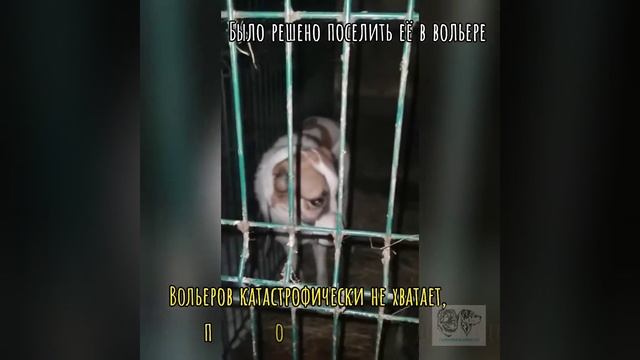 Любите своих питомцев!