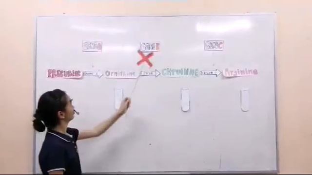 Chapter 6 : Expression of Biological Informations | Beadle & Tatum смотреть онлайн